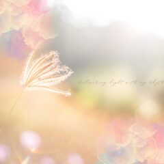 マイペースを受け入れる《焦らず、比べず、自分のリズムで生きる》