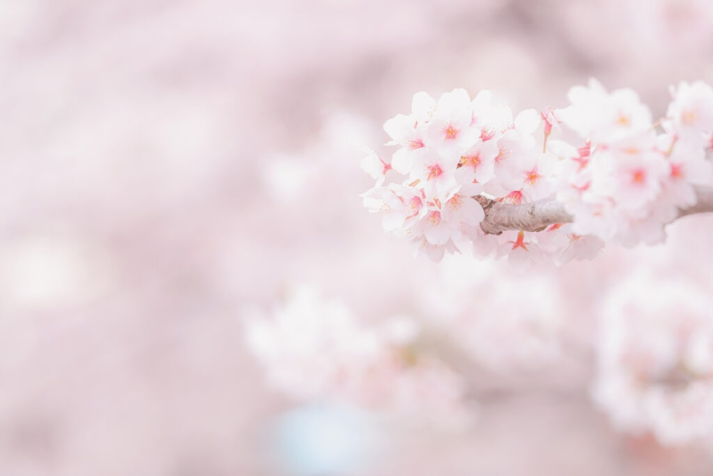 桜